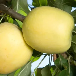 Dorsett Goldenlow Chill Tropical Apple Seb Grafted Fruit Live Plant (1.5-3 Feet Height)