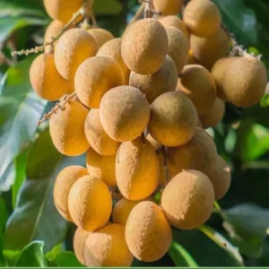 Daw Dragon Eye Longan Crafted Fruit Live Plant (1-2 Feet Height)
