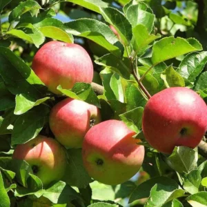 Early Fuji Low Chill Tropical Apple Seb Grafted Fruit Live Plant (1.5-3 Feet Height)