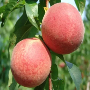 Floridaprince Peach Grafted Fruit Live Plant (2-3 Feet Height)