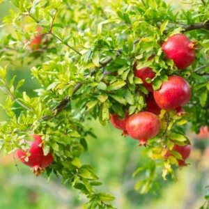 Gm2 Pomegranate Anar Layering/Grafted Fruit Live Plant (1.5-3 Feet Height)