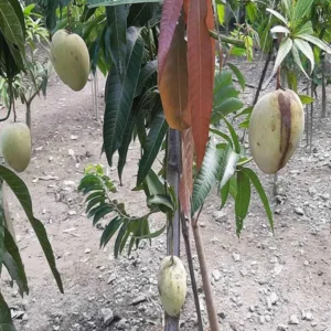 Gourmoti Mango Aam Grafted Fruit Live Plant (1.5-3 Feet Height)