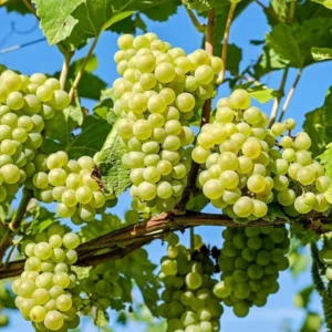 Grapes Angoor Layering/Grafted Fruit Live Plant