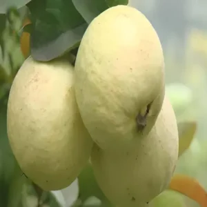 Thai Golden 8 Guava Amrood La erin /Grafted Fruit Live Plant 1.5-3 Feet Height)