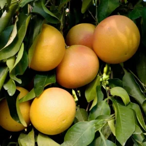 Colden Honey Pomelo Grapefruit Jambura Caint Chakotra Batabi Lebu Kambili Naranga Grafted Fruit Live Plant (1.5-3 Feet Height)