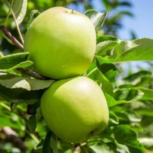 Granny Smith Apple Seb Grafted Fruit Live Plant (1.5Z Feet Height)