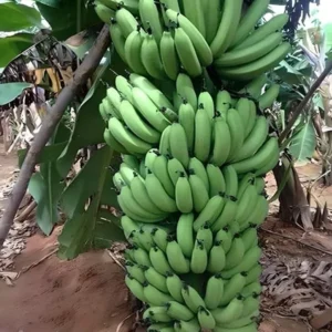 Grand Naine G9 Banana Tissue Caltured Fruit Fruit Live Plant (1.5-2 Feet Height)
