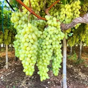Super Sonaka Seedless Grapes Angoor Layering/Grafted Fruit Live Plant