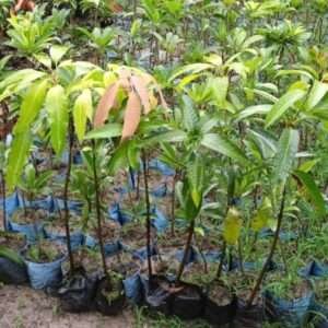 Gulab Khas Mango Organic Fruit Plant