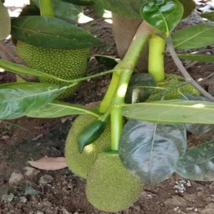 Seedless Gumless Jackfruit Panasa Varikka Katahal Chakka Crafted Fruit Live Plant (1.53 Feet Height)