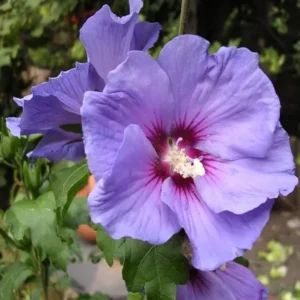 Purple Colour Hybrid Hibiscus Joba Gudhal Flower Live Plant (1-2 Feet Height)