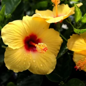 Yellow Colour Hybrid Hibiscus Joba Gudhal Flower Live Plant (1-2 Feet Height)