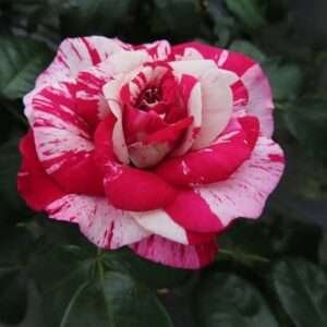 Rose Hybrid pink red graftad outdoor rose plant