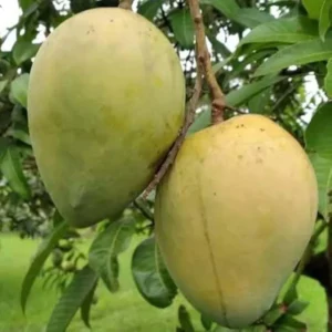 Himsagar Kishan Bhog Khirsapat Mango Aam Crafted Fruit Live Plant (1.5-3 Feet Height)