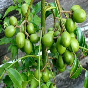 Hog Plum Bilati Amra Spondias Mombin All Time Grafted Fruit Live Plant (1.5-3 Feet Height