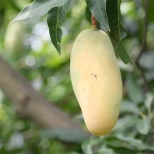 Honeydew Mango Aam Grafted Fruit Live Plant (1.5-3 Feet Height)