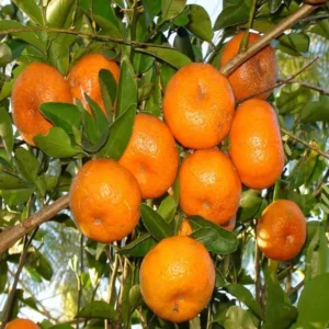 Honey Murcott Orange Santra Grafted Fruit Live Plant (1.5-2 Feet Height)
