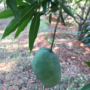 Imam Pasand Himayat Humayun Pasand Mango Aam Grafted Fruit Live Plant (1.5-3 Feet Height)