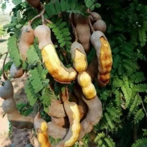 Thai Sweet Tamarind Imli Grafted Fruit Live Plant (1.5-3 Feet Height)