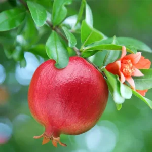 Israeli Rimon Pomegranate Anar Layering/Grafted Fruit Live Plant (1.5-3 Feet Height)