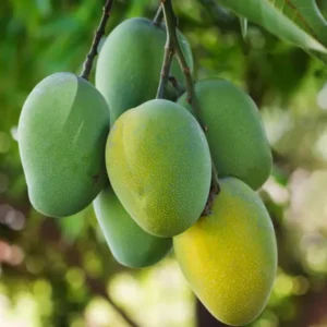 Jardalu Mango Aam Grafted Fruit Live Plant (1.5-3 Feet Height)
