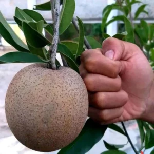 Jambo Chikoo Sapota Grafted Fruit Live Plant (1.5-3 Feet Height)