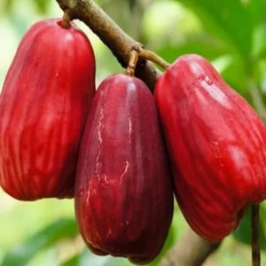 Jambu King Kong Wax Apple Water Layering/Grafted Fruit Live Plant (1.5-3 Feet Height)