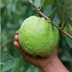 Kg Big Size Guava Amrood Layering/Grafted Fruit Live Plant (1.5-3 Feet Height)