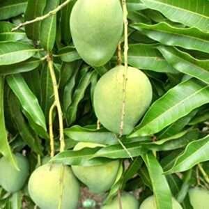 Kacha Meetha Aam Organic Fruit Plant