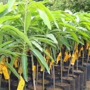 Red Kacha Mitha Mango Organic Fruit Plant