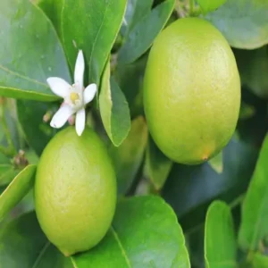 Nimbu Kagzi Lemon All Time Lemon Nimbu Layering/Grafted Fruit Live Plant (1-2 Feet Height)