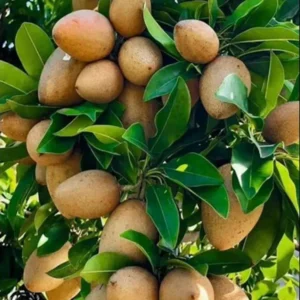 Thai Kalapatti Chikoo Sapota Crafted Fruit Live Plant (1.5-3 Feet Height)