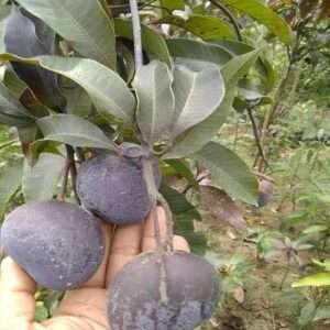 Kasturi Black Mango Grafted