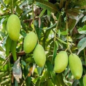 Kesar Mango Grafted Organic Fruit Plant