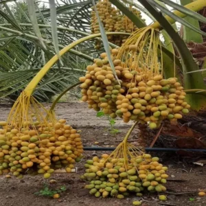 Ajwa Dates Palm Arabian Khurma Khajoo Dwarf Fruit Live Plant (1.5-3 Feet Height)