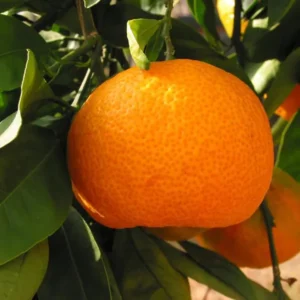 Kinnow Orange Santra Crafted Fruit Live Plant (1.5-2 Feet Height)