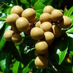Kohala Hawaii Dragon Eye Longan Grafted Fruit Live Plant (1-2 Feet Height)