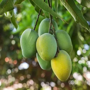 Kohitur Mango Aam Grafted Fruit Live Plant (1.5-3 Feet Height)