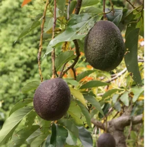 Lamb Hass Avocado Butter Fruit Grafted Live Plant (1.5-2 Feet Height
