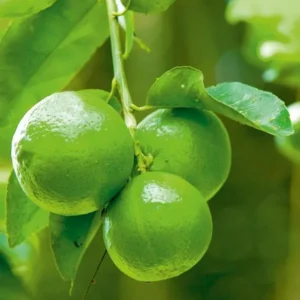 Nimbu Layering Grafted Fruit Live Plant (1-2 Feet Height)