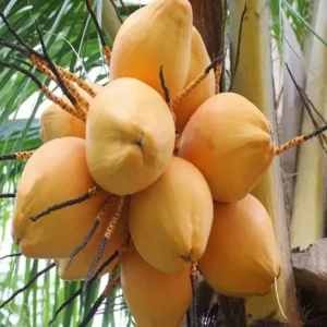 Malaysian Orange Coconut Nariyal Hybrid Dwarf Fruit Live Plant (2-4 Feet Height)