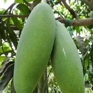Malda Fazli Mango Aam Crafted Fruit Live Plant (1.5-3 Feet Height)