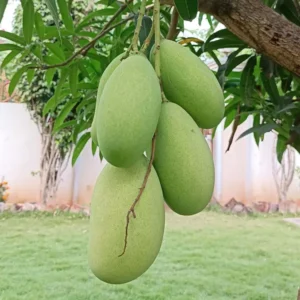 Mallika Mango Aam Grafted Fruit Live Plant (1.5-3 Feet Height)