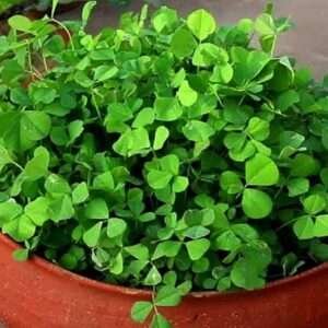 Methi Bombay Wali - Desi Vegetable Seeds