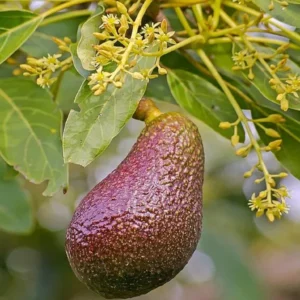 Miami Red Avocado Butter Fruit Grafted Live Plant (1.5-2 Feet Height)
