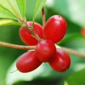 Miracle Fruit Layering/Grafted Fruit Live Plant (1-2 Feet Height)