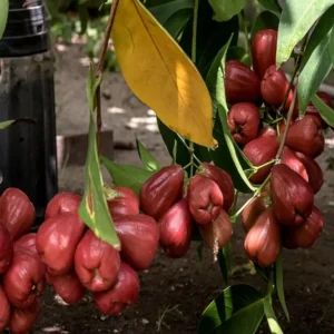Missile Wax Apple Water Layering/Grafted Fruit Live Plant (1.5-3 Feet Height)