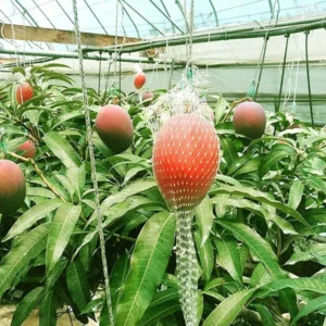 Miyazaki Egg Of Sun Taiyo No Tamago Mango Aam Grafted Fruit Live Plant (1.5-3 Feet Height)