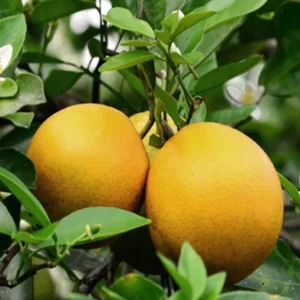 Vietnam All Time Malta Mosambi Grafted Fruit Live Plant (1.5-2 Feet Height)