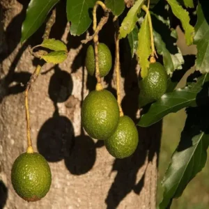 Monroe Round Avocado Butter Fruit Grafted Live Plant (1.5-2 Feet Height)